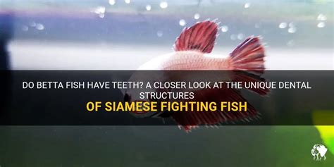 do fighting fish have teeth